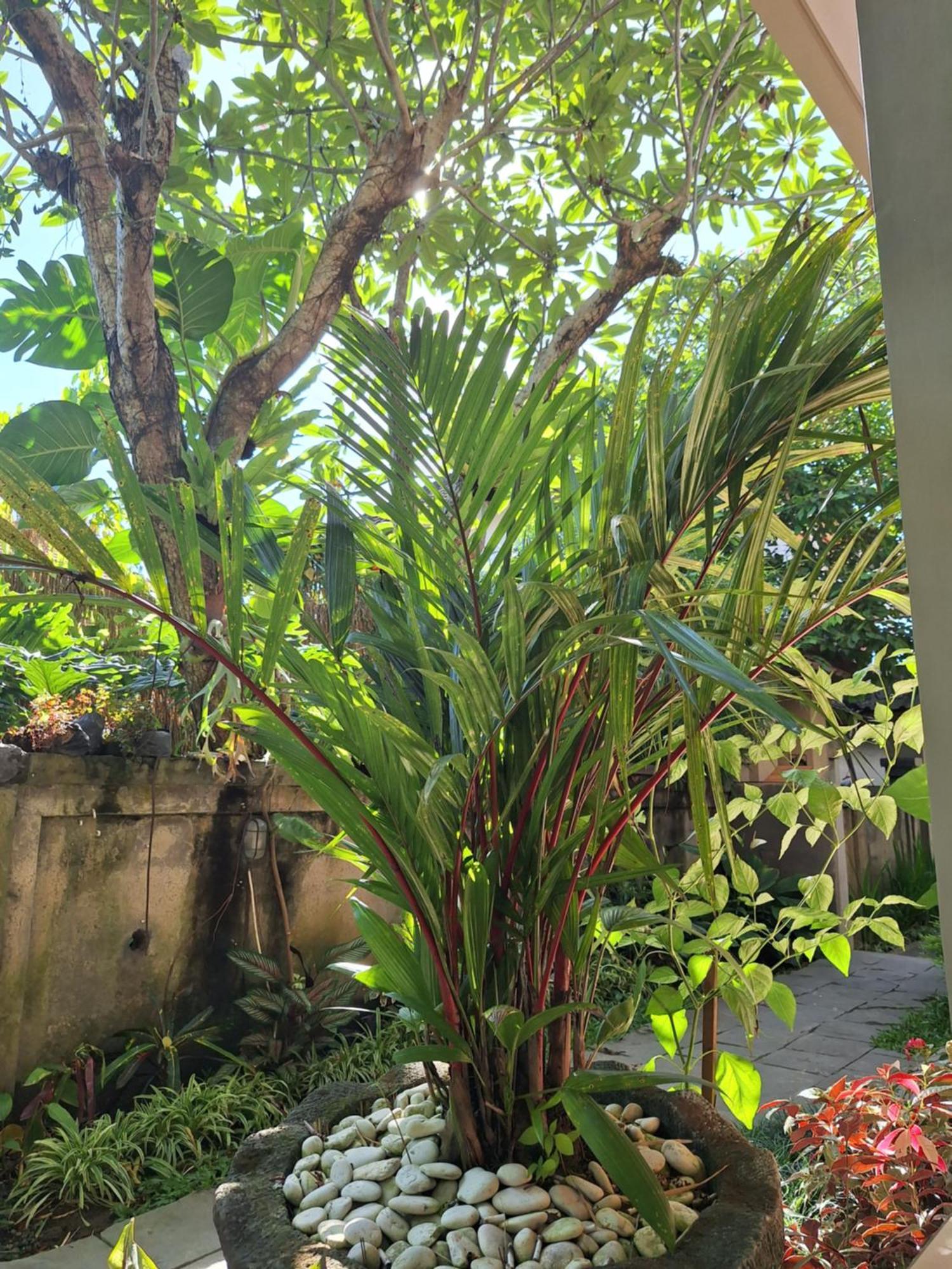 Kasapa Inn Ubud Extérieur photo